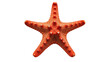 © Maria - Orange starfish with white bumps, isolated on transparent background