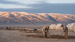 © forenna - Paleontology field team excavates site at golden hour, long shadows stretching across Wyoming badlands, tents visible in background, representing fossil dig expedition, vertebrate paleontology field