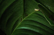 © Carlos Gonzales/Stocksy - Reptile in the leaves. Wildlife camouflage