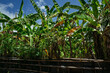 © Irina Polonina/Stocksy - Lush Banana Plantation Flourishing Under Bright Blue Sky