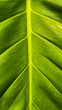 © Muhammad - Vibrant green leaf with clear vein patterns. Natural texture highlights the leaf's structure. Fresh, healthy appearance evokes nature's vitality. Ideal for environmental, botanical, or wellness themes