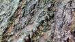 © Maule - Close-up of rough tree bark texture with natural cracks and moss. Macro background of aged wood surface, showcasing organic patterns and earthy tones in nature