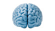 © Johnson - Detailed light blue human brain model, a complex anatomical representation of the mind isolated for medical and educational concepts