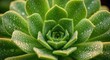 © HO - A vibrant green succulent plant with water droplets on its leaves, set against a dark background.