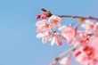 © Yulik art - Cherry Blossoms in Full Bloom Against a Clear Blue Sky. Selective focus.