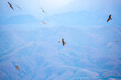 © Vera - A flock of eagles flying over the mountains. Golden eagles in free flight. Wild birds of prey have gathered in a flock and are flying above the ground.