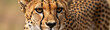 © Galeno - photograph cheetah face featuring sharp definition whiskers nose warm golden lighting accentuating