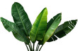 © PNG Kingdom  - Tropical plant large green banana-like leaves isolated on transparent background providing exotic nature design element