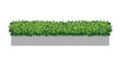 © Afsana - A vibrant and meticulously trimmed green hedge grows within a long rectangular gray concrete planter box set against a clean and bright white backdrop.