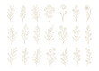 © Kasasagi - Set of delicate botanical illustrations featuring various leaves and flowers.