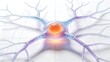 © William - Neuron cell structure with axons and dendrites