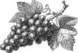 © Purple_Lamp - detailed black and white illustration of a grape cluster with leaves and vine branch