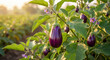 © Babla - Fresh purple eggplant growing on a green plant in a sunny farm field during the morning light