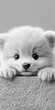 © YuDwi Studio - Adorable fluffy white kitten peeking over a textured surface, showcasing its innocent big eyes and soft fur in a close-up studio shot