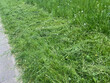 © AB-7272 - Comparison between cut and uncut lawn with white dandelions. Allergy season. Mown grass clippings lying on ground. Park prevention measures during tick season