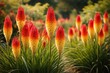 © AkuAku - Full length view of red hot poker flower plants flourishing with vivid petals