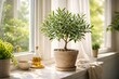 © AkuAku - Potted Olive Tree Brightening Indoor Windowsill with Natural Light