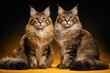 © vxnaghiyev - Two pedigreed ticked Maine Coon brothers posing on a contrasting black and yellow backdrop