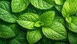 © fab1o.fx - Fresh green mint leaves with water drops.