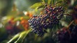 © stockphoto02 - Cluster of Elderberries on Bush