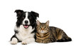 © Lupion - Border collie dog and tabby cat lying together isolated on white background