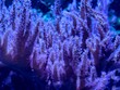 © Vladimir - Detailed view of vibrant purple coral polyps with neon glow and delicate waving tentacles over textured rocks