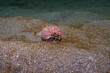© Camilla - New Zealand hermit crab (Pagurus novizealandiae) in shell on sandy seabed