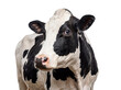 © Ronald - Close-up portrait of a black and white Holstein dairy cow, looking directly at the camera, transparent background.