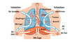 © dada - Human Respiratory System Diagram Showing Inhalation and Exhalation Process.