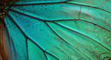 Extreme macro detail of butterfly wing showing intricate iridescent scales and vein pattern.