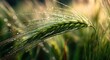 © Andrew - A close-up shot reveals a wheat stalk adorned with glistening morning dew.