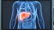 © Flash memory - Liver highlighted on digital human anatomy scan. Medical display showing internal organ system. Biological diagnosis and healthcare technology for professional clinical examination study.