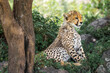 © Kike Arnaiz/Stocksy - Cheetah cub resting under a tree in savanna
