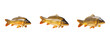 © NigCocu - Common Carp Scale - Cyprinus carpio - Carpe commune - Carpa - Large Freshwater Fish SEO Title - Massive Bronze Fish in Muddy Lake Water Wildlife Photography - Iconic Freshwater Sport Fishing Photo
