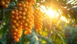 © SitiNabilah - Golden date palm fruits glowing in warm sunlight, a vibrant natural bounty