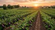 © Svitlana - Purple eggplant field at sunset, agricultural crop rows in warm evening light, harvest concept, rural landscape, rich natural color, soft natural or studio light, realistic detail, balanced