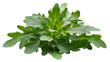 © Isabel - Lush Green Arugula Plant with Textured Leaves and Delicate Stems