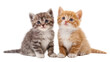 © Elena - Gray tabby and ginger kitten pair looking directly at camera