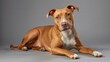 © Di Studio - full length of American Pit Bull Terrier dog sitting on light grey background