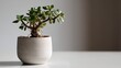 © Studio Zenith - Petite plante grasse dans un pot beige sur une surface claire