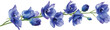 © MdBelal - 3 blue delphinium flowers, cut out on a transparent background