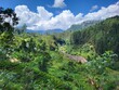 © Didier San Martin - Plantation de thé. Région de Maskeliya, Sri Lanka.