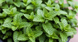 © Muhammad - Fresh green mint leaves growing in abundance showcasing vibrant color and natural texture ideal for culinary and herbal applications