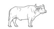 © MD - Detailed black and white line art illustration of a water buffalo standing in profile showing its large horns and muscular animal body shape.