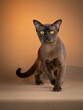 © dewessa - Portrait of a Burmese cat. The yellow background accentuates the animal's yellow eyes