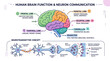© robbi - Human Brain Anatomy, Lobe Functions & Neurotransmitter Communication Diagram Infographic