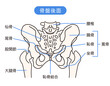 © koti - 骨盤の後面