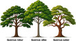 © al - Create a realistic kinds of deferent Vector Trees in elevation view for use in architectural drawings, vector art with white background..