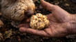 © Александр Марченко - Trained dog and handler finding truffle in forest soil