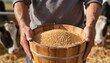 © Tati - Farmer holding a wooden bucket filled with golden grain in a barnyard with cows in the background